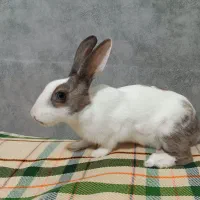 خرگوش ناناز|موش و خرگوش|قرچک, باقرآباد|دیوار