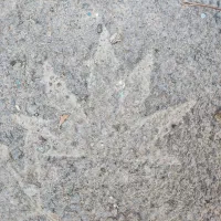 فروش سیم کارت رند همراه اول 09136868166