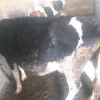 گوساله‌‌‌‌نر‌سیمنتال‌‌هولیشتاین‌‌هلندی‌‌محلی|حیوانات مزرعه|ماهدشت, |دیوار