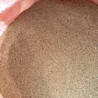 بذر یونجه رنجر آمریکایی|خدمات باغبانی و درختکاری|ارسنجان, |دیوار