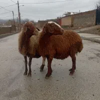 میش پستان کرده|حیوانات مزرعه|خرمآباد, |دیوار