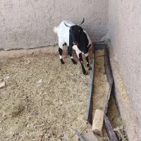 بز مری|حیوانات مزرعه|کرباسک, |دیوار