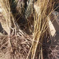 نهال فروشی رسول سنگین ابادی به قیمت تعاونی