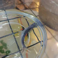 ماهی پنگوسی