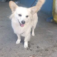 واگذاری|سگ|خمین, |دیوار