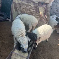 فروش بره بسیار ارزان ..