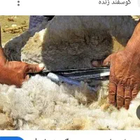 پشم زنی گوسفند