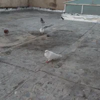 کبوتر پرشی۱۵۰|پرنده|خوی, |دیوار