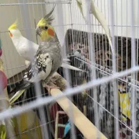 عروس هلندی لوتینو نر و ماده سخنگو مرغ عشق جنت آباد