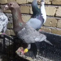 هفرنگ نر|پرنده|تاکستان, |دیوار