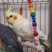 عروس هلندی ماده بالغ|پرنده|تهران, اوقاف|دیوار