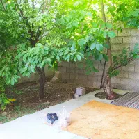 سوییت اجاره ای روزانه هفتگی  کوهرنگ چلگرد|اجارهٔ کوتاه‌مدت آپارتمان و سوئیت|کوهرنگ, |دیوار