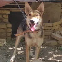 سگ گرگی|سگ|قزوین, |دیوار