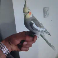 عروس هلندی مولد