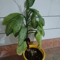 گل آپارتمانی