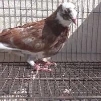 کفتر گرفتنی|پرنده|قم, باغ شریفی|دیوار