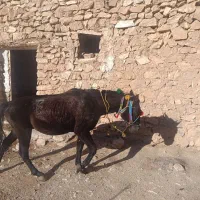 اسب کورو|اسب و تجهیزات اسبسواری|سرشیو, |دیوار