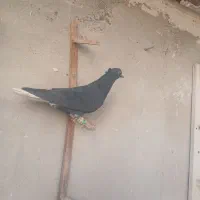 کفتر جفتگاه کرواتی|پرنده|سبزوار, پاسداران|دیوار