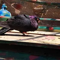 زاغ آبادانی تسو و صرب|پرنده|اردستان, |دیوار