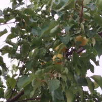 فروش باغ در جعفر آباد .چشمه کبود|فروش خانه و ویلا|سیوان, |دیوار