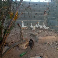 برای جابه جای به فروش میرسد