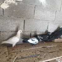 کبوتر