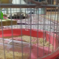 سلام یک جفت مرغ عشق|پرنده|مهرستان, |دیوار