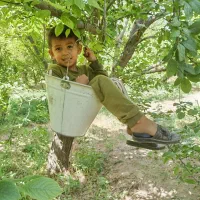 هرس.حرص.شخم.کود.نگهداری