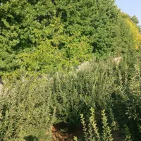 فروش-باغ-سربست-سپیدان