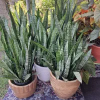 گل سانسوریا