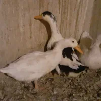 فروش اردک