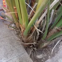 بچه برحی|گل و گیاه طبیعی|اهواز, سلطانمنش|دیوار