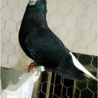 دو جفت اشعل سیاه و یه جفت اشعل سرخ و زرد