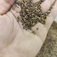 بذرخربزه و کنجد|عمده‌فروشی|شیراز, شهرک گلستان|دیوار