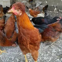 مرغ و خروس محلی برای خوردن و قربانی