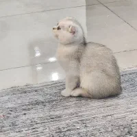 گربه اسکاتیش|گربه|بوشهر, |دیوار