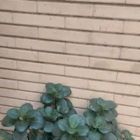 گل وگیاه|گل و گیاه طبیعی|شیراز, شهرک قمشه|دیوار