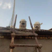 شیتزو با نمک لاری|سگ|گرمسار, |دیوار