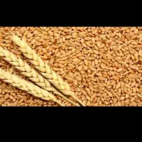 گندم ابی۱۰۰کیلو