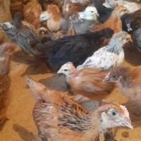 جوجه مرغ وخروس محلی رسمی گلپایگان.اردک