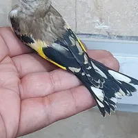 جوجه سهره کال قواره بلند|پرنده|هشتگرد, |دیوار