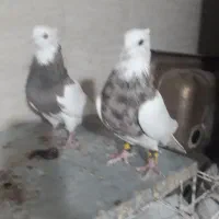 کبوتر طوقی بدون عیب