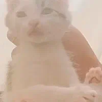 واگزاری رایگان گربه