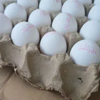 فروش عمده تخم مرغ