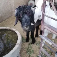 باسلام فروش کوهه قوچ سیاه بختیاری