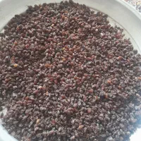 مویز اصل پاک شده کشمش آفتابی بیدانه|خوردنی و آشامیدنی|دشتابی, |دیوار