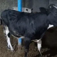 گوساله نر وماده سمینتال|حیوانات مزرعه|سوسنگرد, |دیوار