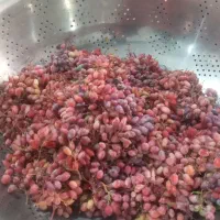 زرشک قرمز دانه داد