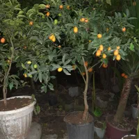 دوگلدان کامکوات دوگلدان یوکا