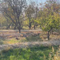 باغ ۹۵۰ متر یوسف اباد صیرفی شهریار|فروش زمین و ملک کلنگی|شهریار, یوسف آباد صیرفی|دیوار